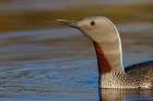 Red-throated Loon Close-up Art Print
